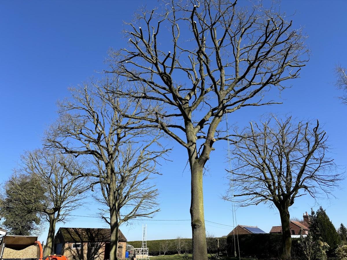 A.Sillett Tree Surgeon Ltd