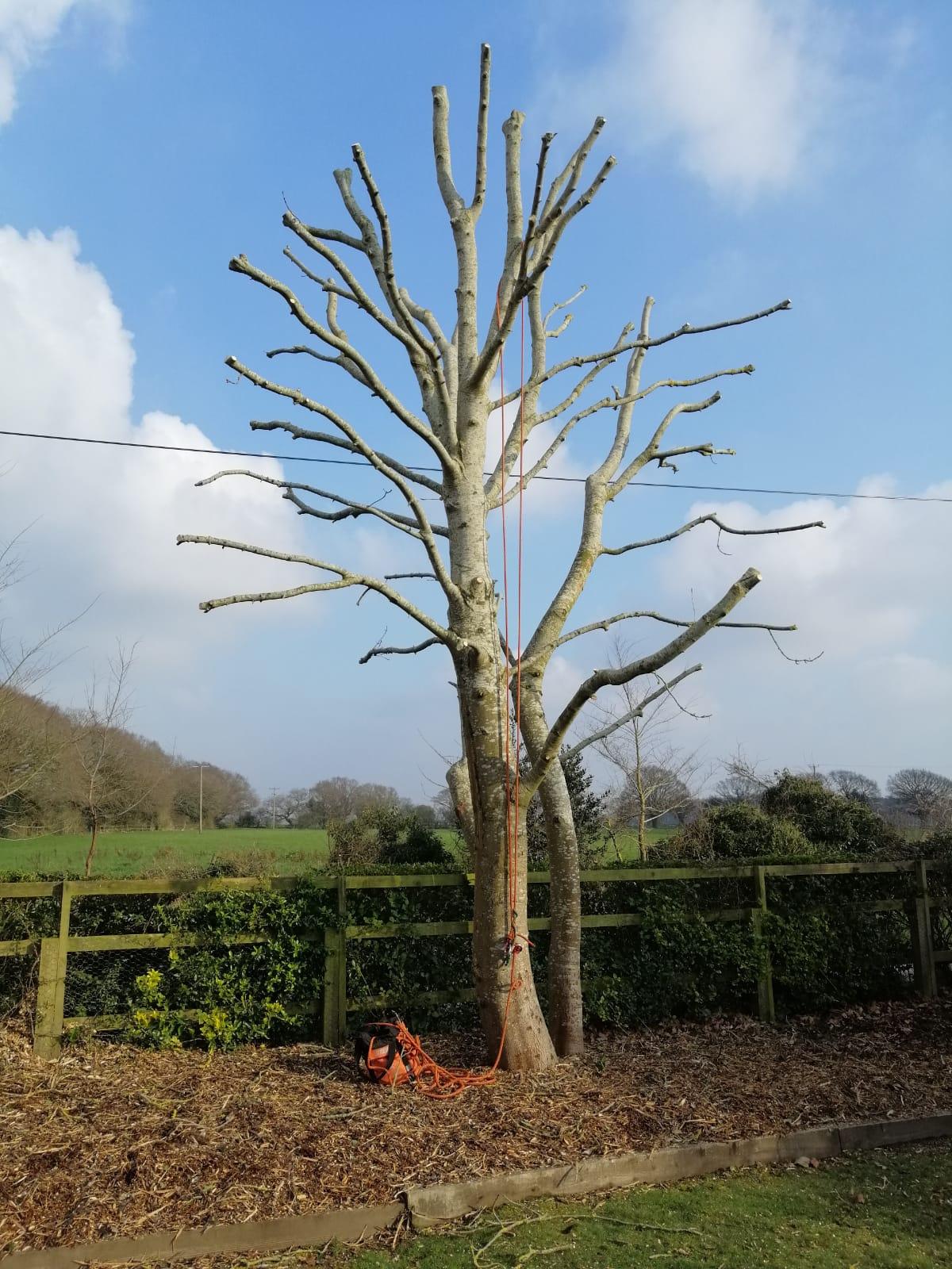 Apex Tree Services