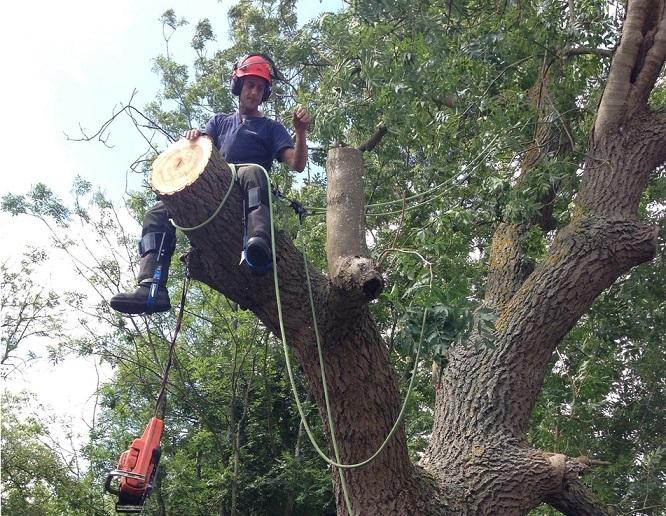 ARC Tree Surgery Ltd