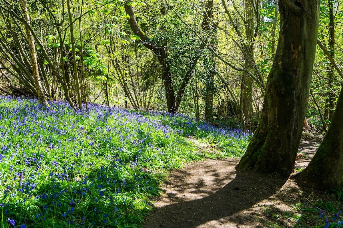 Arger Fen & Spouse's Vale Nature Reserve