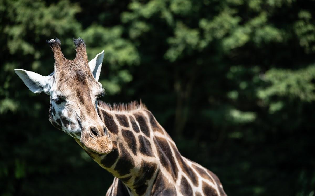 Banham Zoo