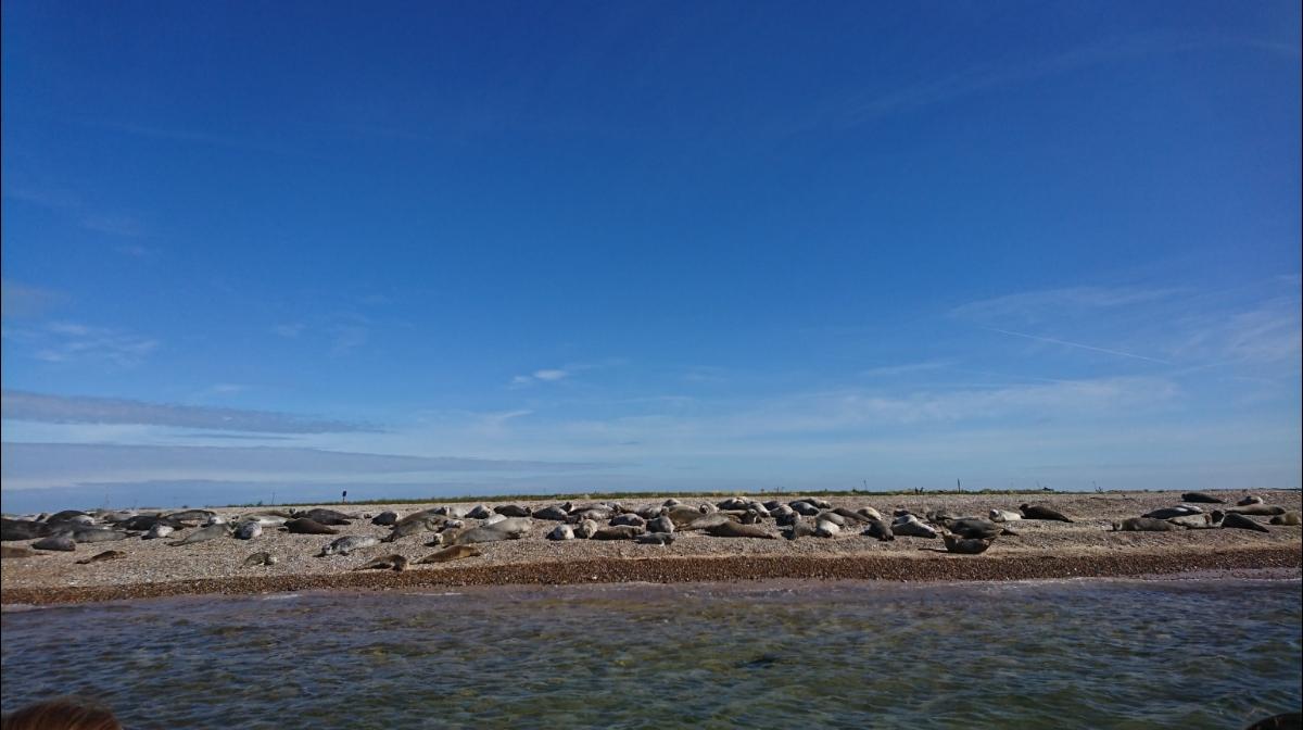 Blakeney Point Seal Trips Ptarmigan