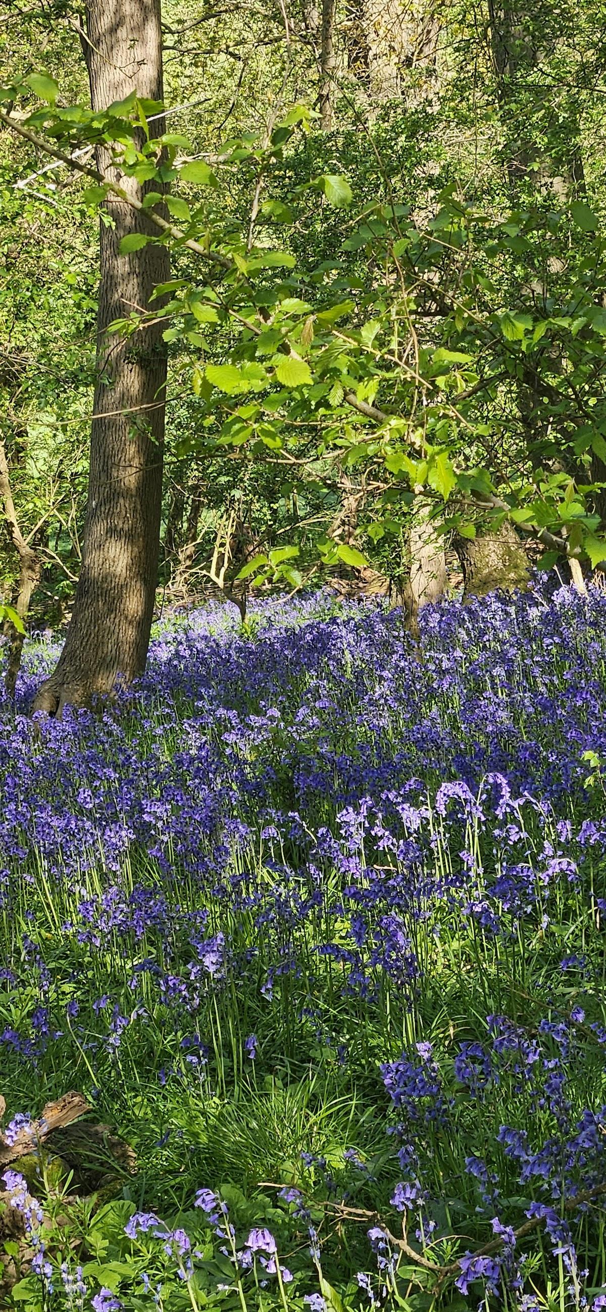 Blakenham Woodland Garden