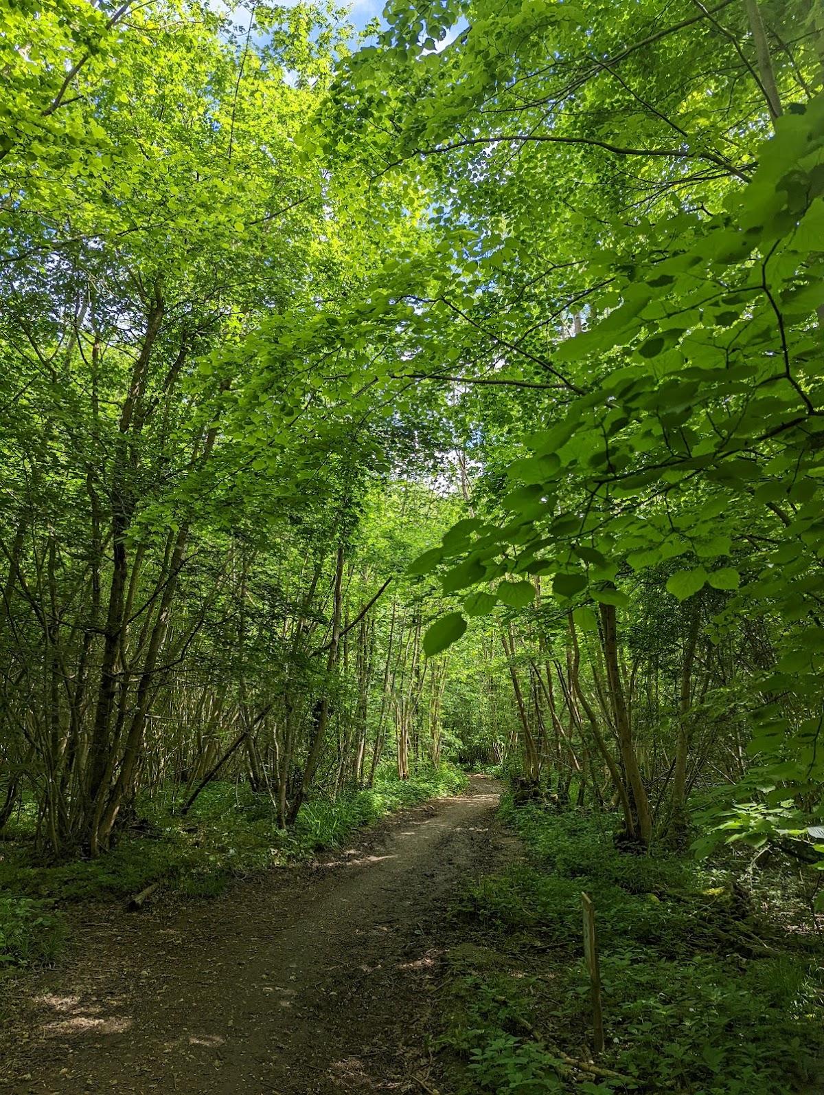 Bradfield Woods National Nature Reserve