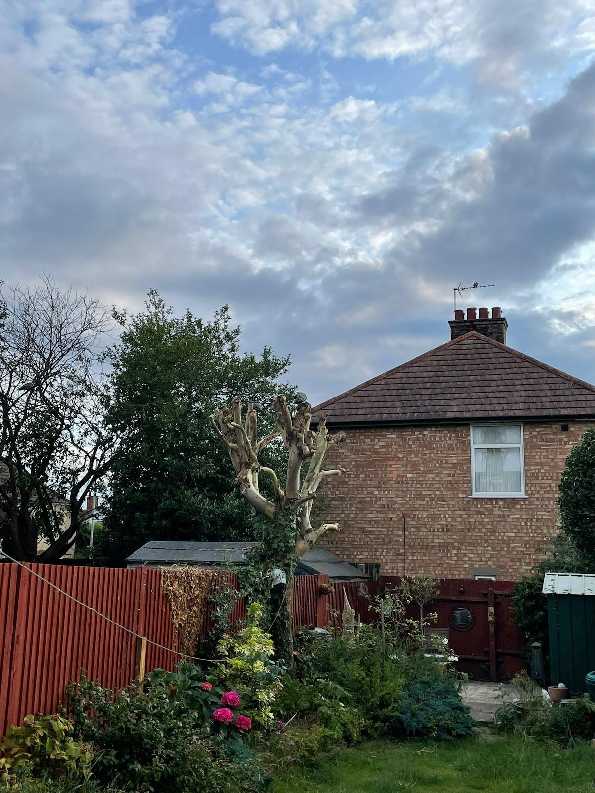Eastwood Tree Services