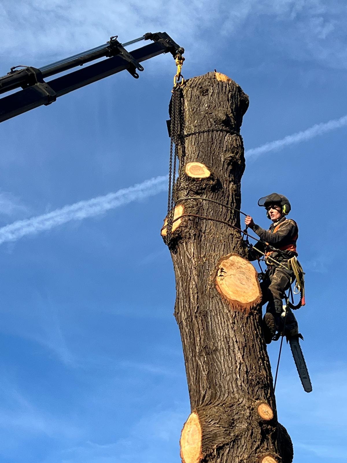 Elite Tree Services (EA) Ltd
