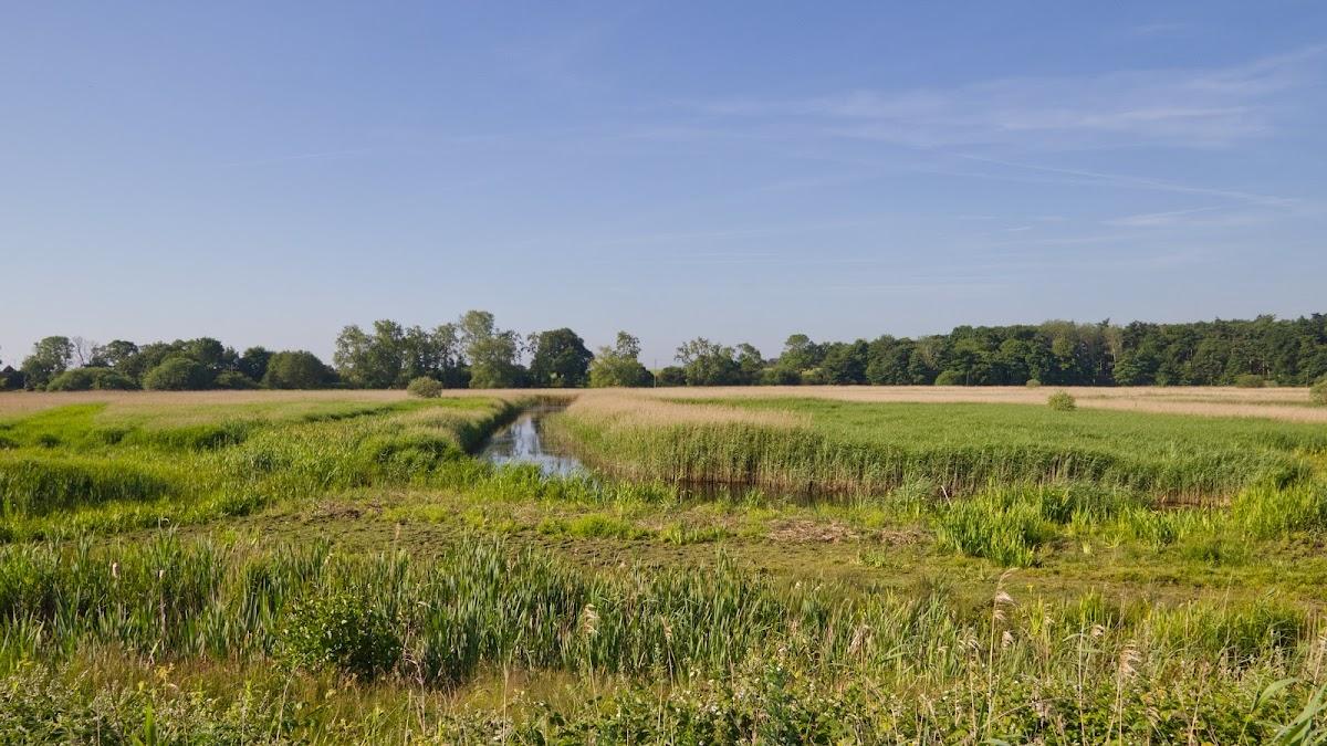 Hen Reedbeds
