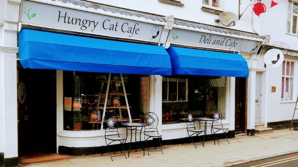 Hungry Cat