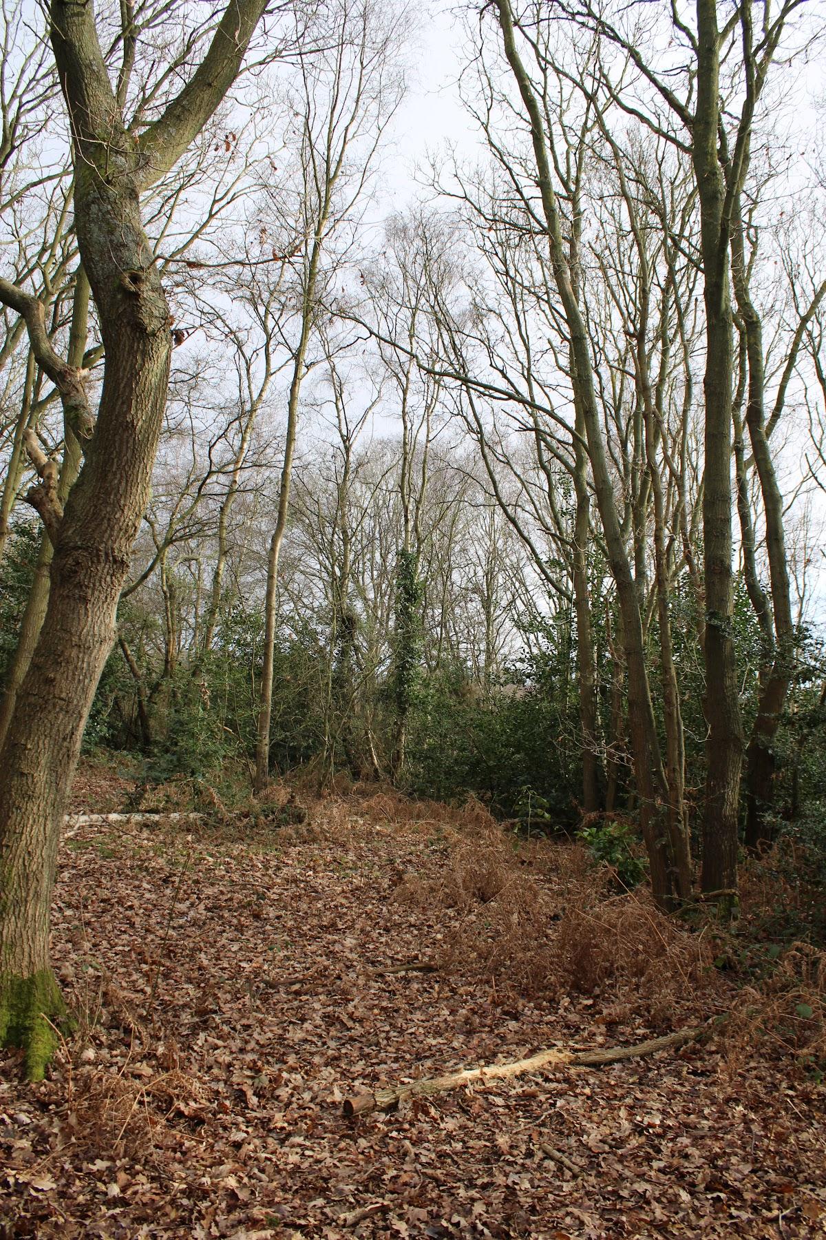 Mill Stream Nature Reserve