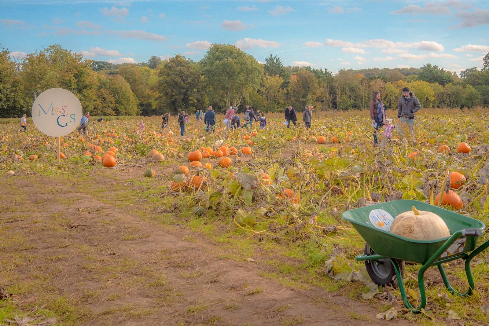 Mrs G's Pumpkin Patch