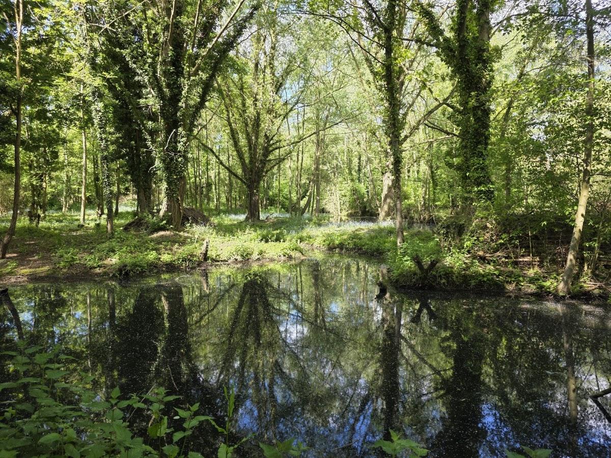 Needham Lake Local Nature Reserve