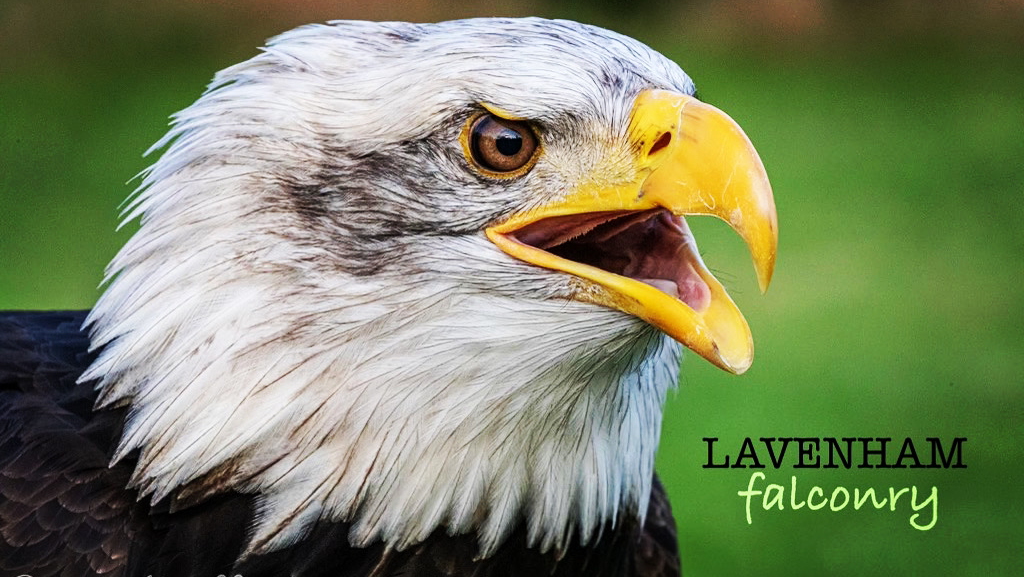 Raptor conservancy