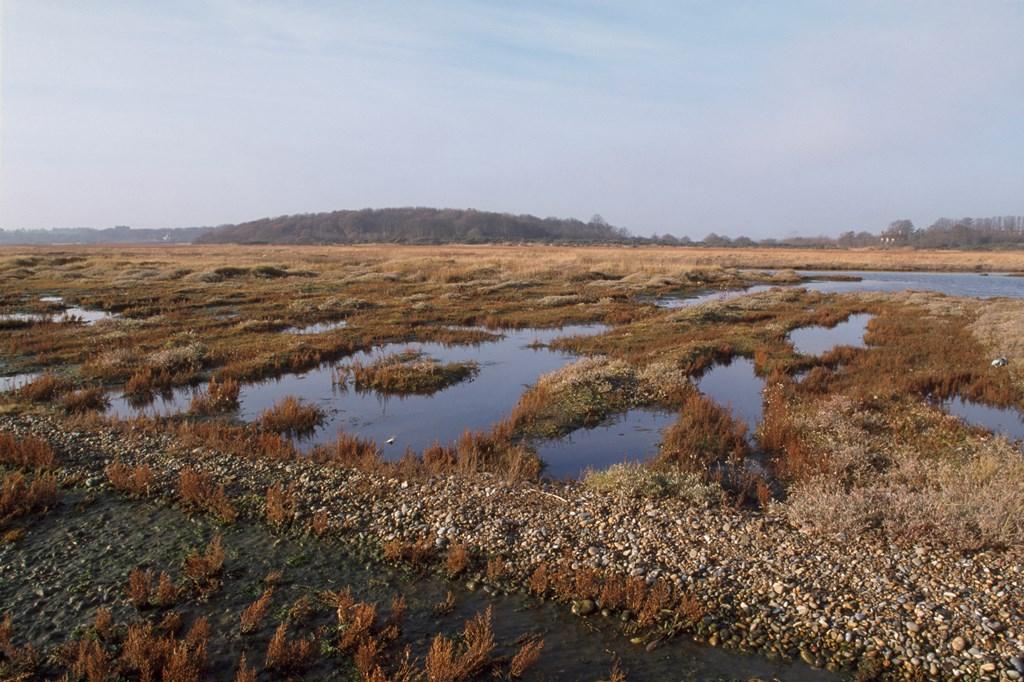 RSPB Dingle Marshes
