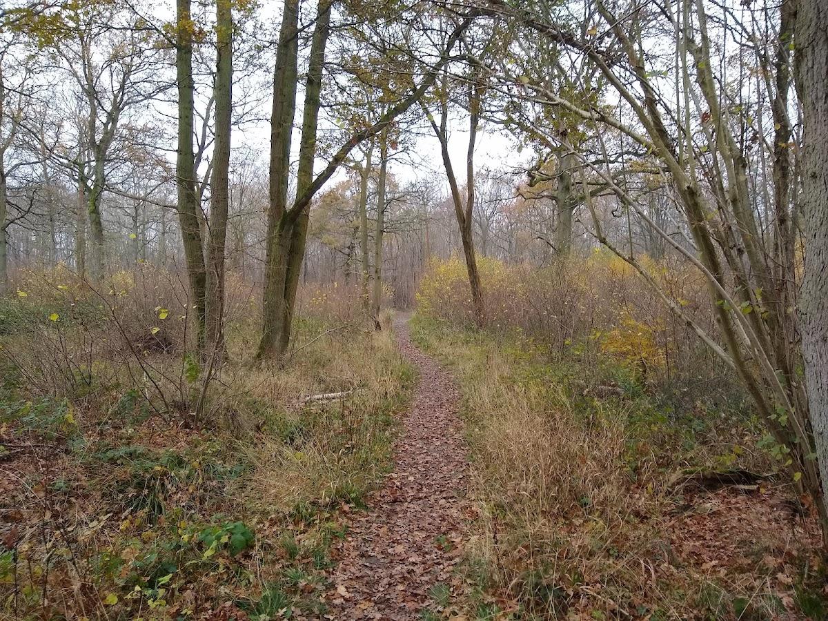 RSPB Wolves Wood