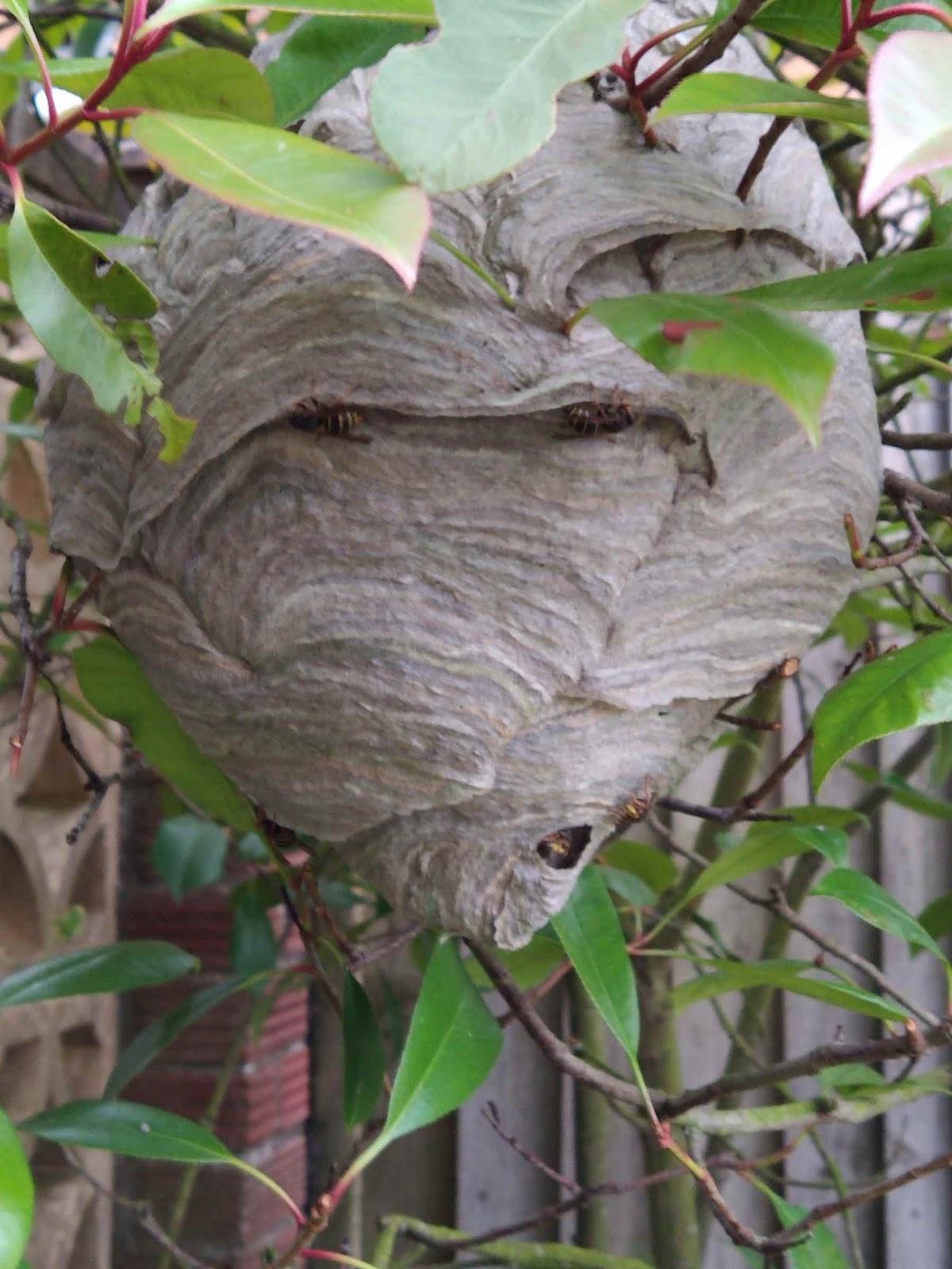 S J A Pest Control Services