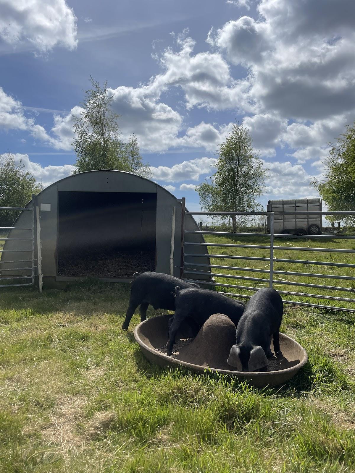 Shottisham Campsite at St Margaret's House