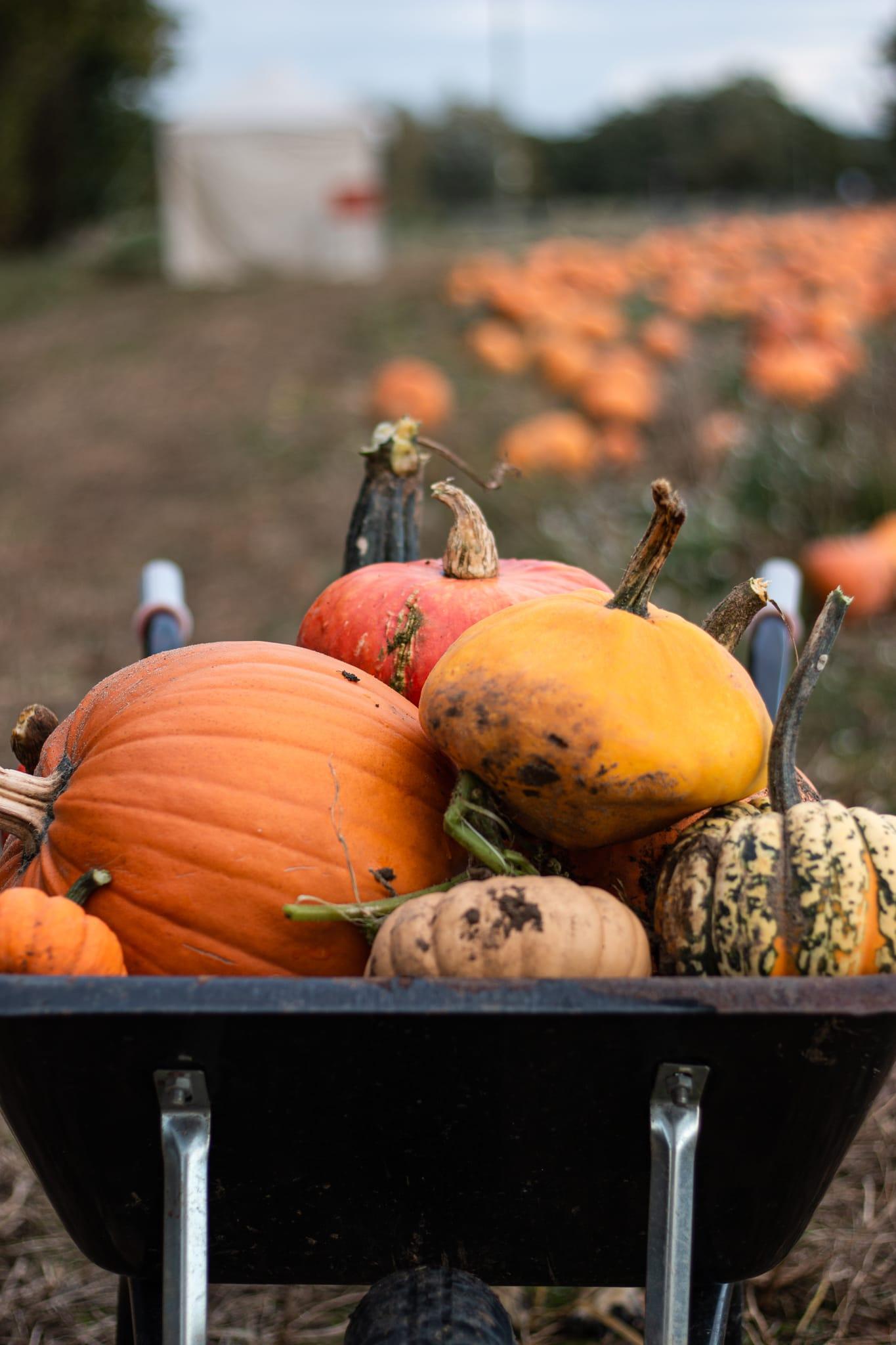 Siam Hall Spooky Pumpkins 2026