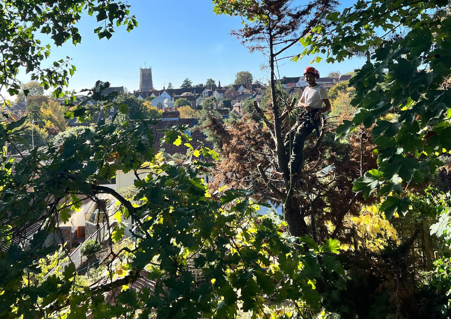 Special Branch Tree Services and Ground Maintenance