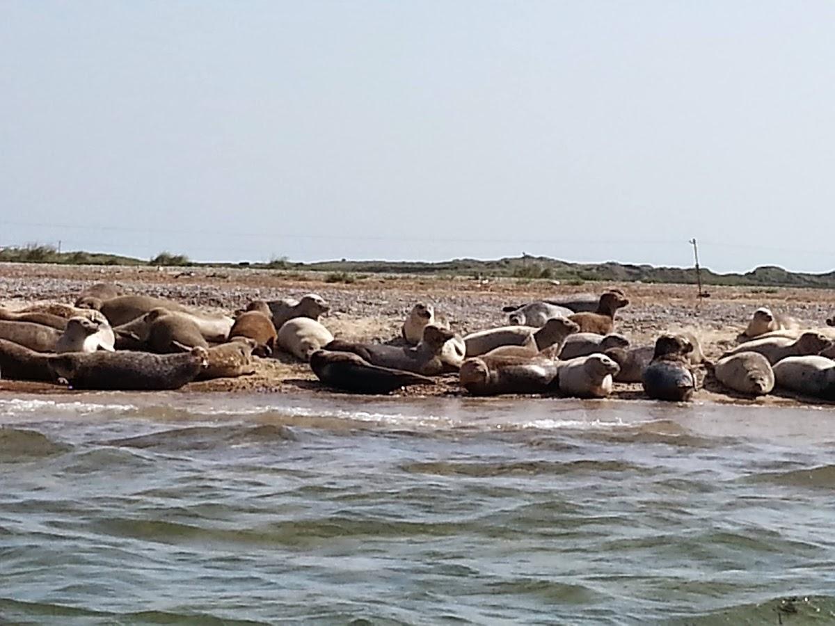 Temple Seal Trips