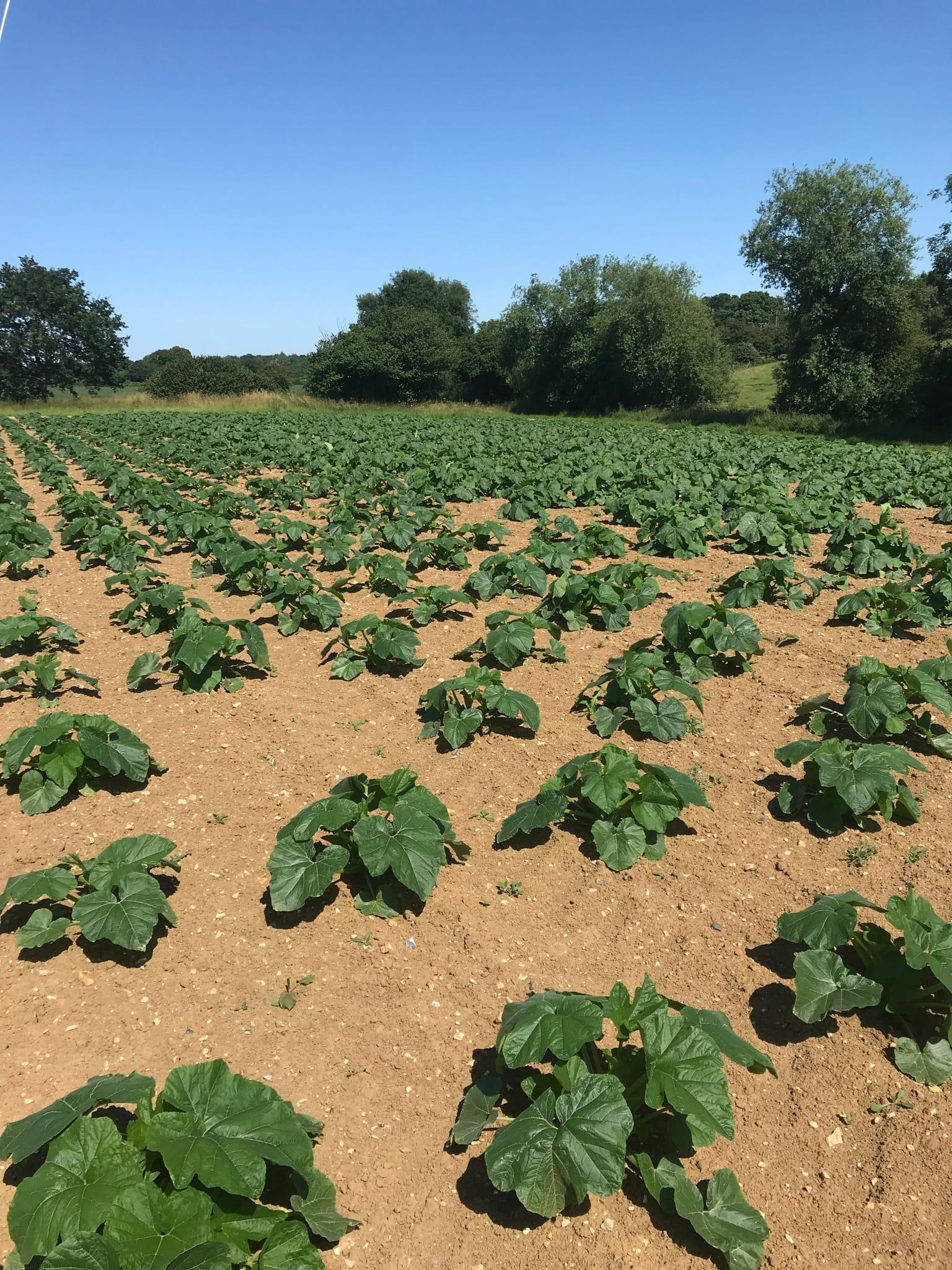 The Pumpkin Patch East Bergholt