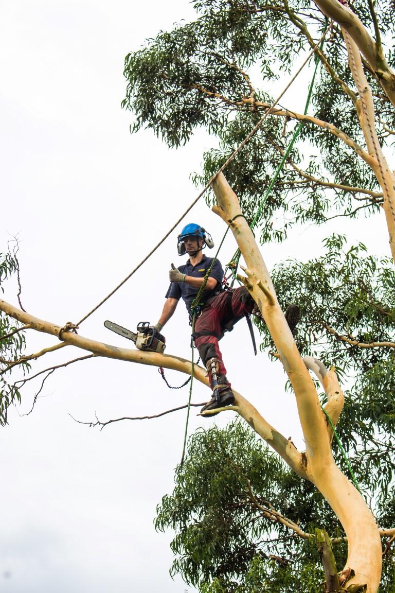 The Tree GP Ltd
