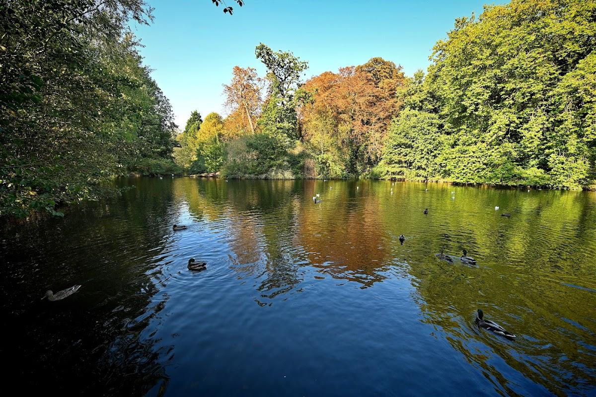 The Wilderness Pond
