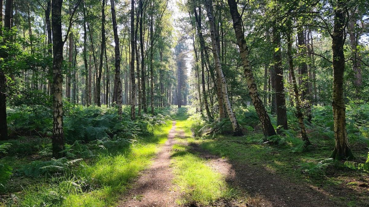 Thetford Forest