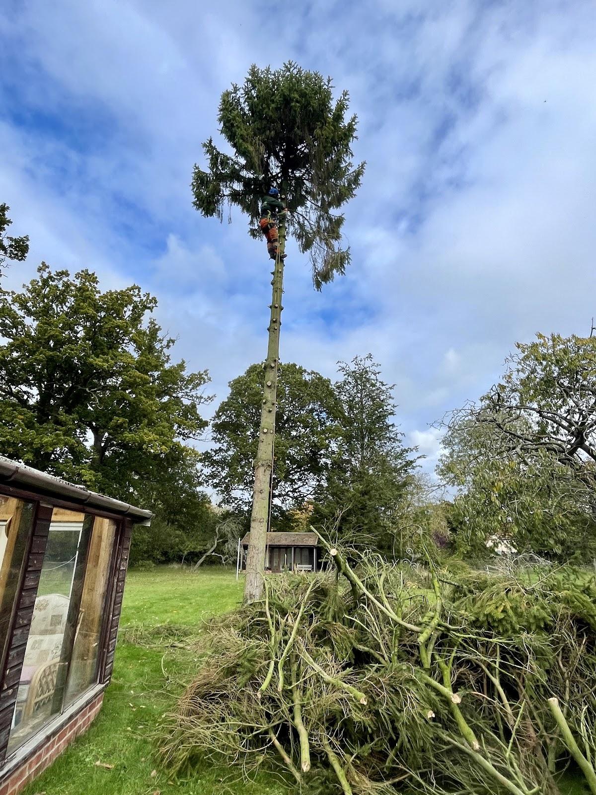 TLC's Trees & Garden Services