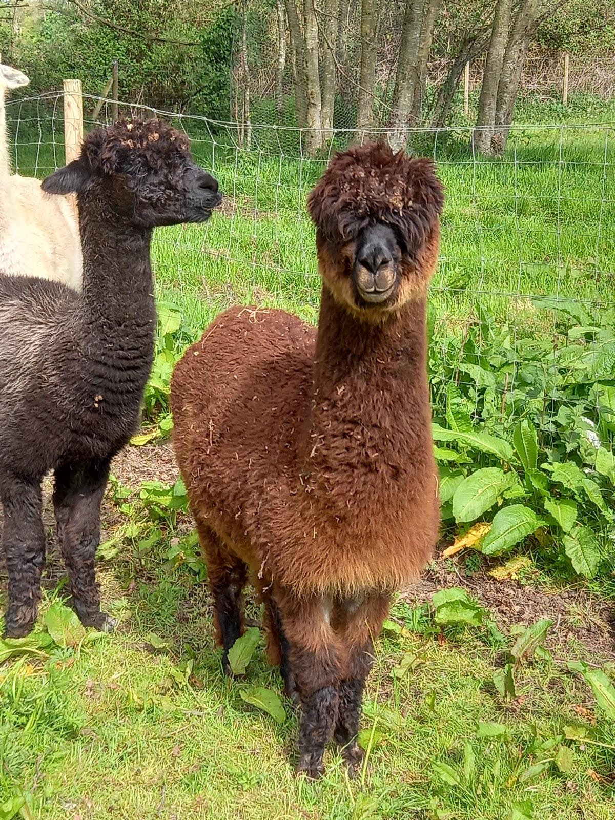 Tostock Animal Parks