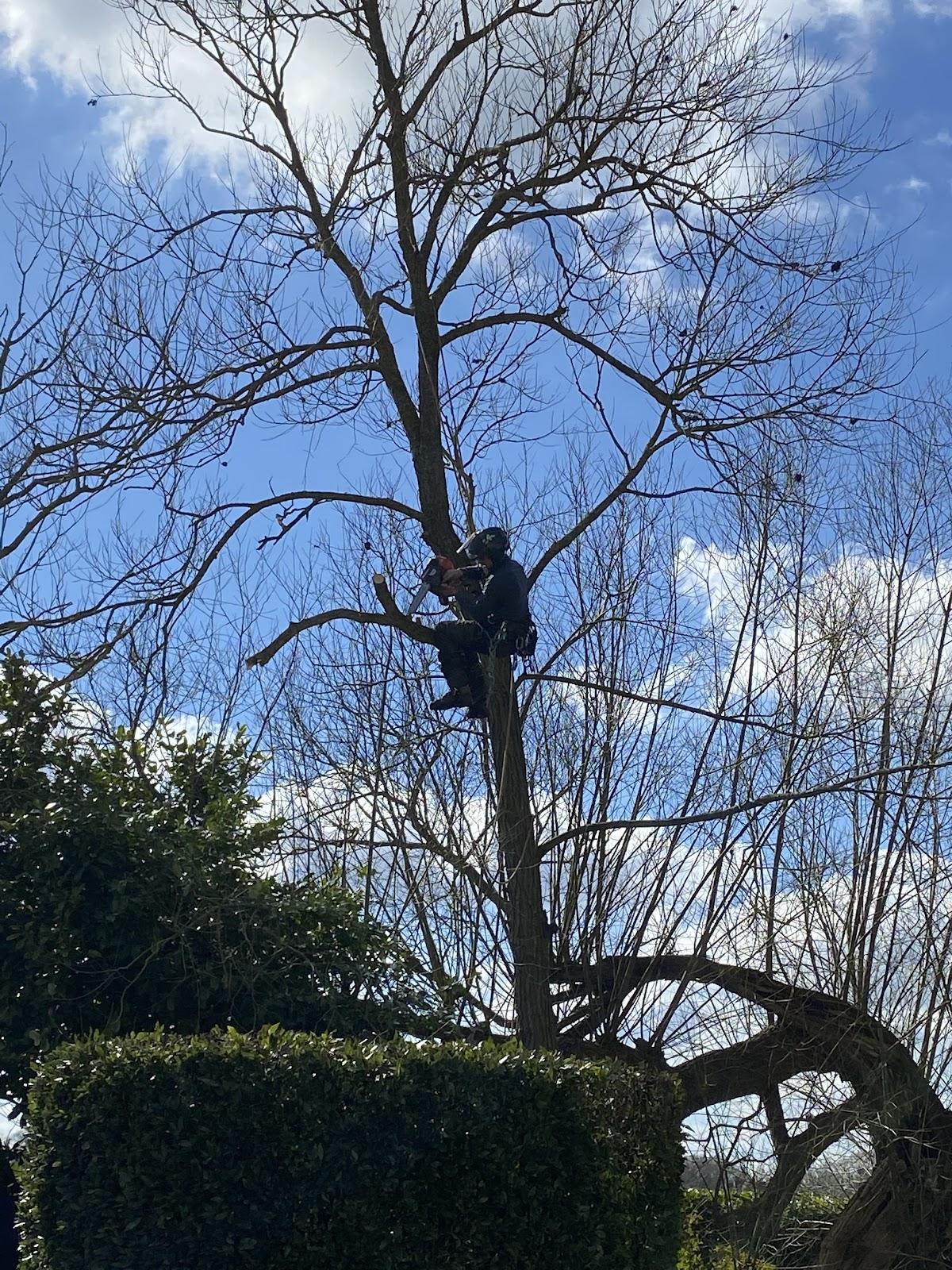 Tree Frog Tree Services