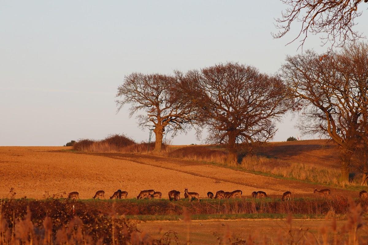 Trimley Marshes