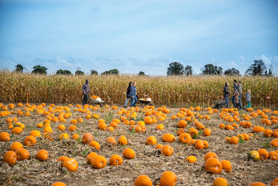 Undley Farm Events