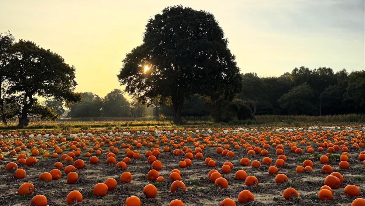 Woodbridge Pumpkin Patch