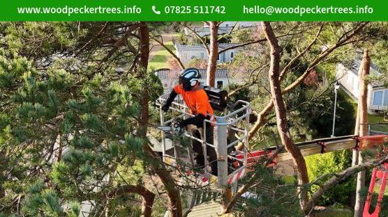 Woodpecker Tree Services